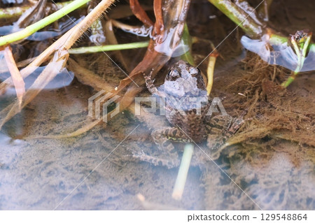 青蛙在水邊 129548864