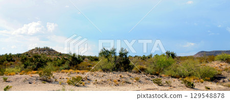 Landscape Sonoran Desert Arizona 129548878