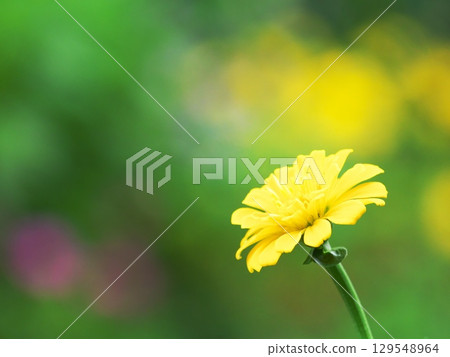 盛開的黃色百日菊 盛開的黃色百日菊 129548964