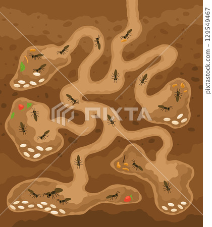 An anthill. Ants in burrows and passages underground with queen uterus, larvae, make stocks, a slice of the earth of the anthill. Vector drawn illustration. An anthill. Ants in burrows and passages underground with queen uterus, larvae, make stocks, a slice of the earth of the anthill. Vector drawn illustration. 129549467