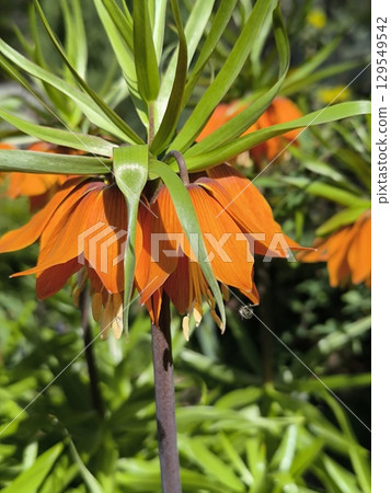 Flowering Fritillaria with delicate orange drooping flowers in the garden Flowering Fritillaria with delicate orange drooping flowers in the garden 129549542