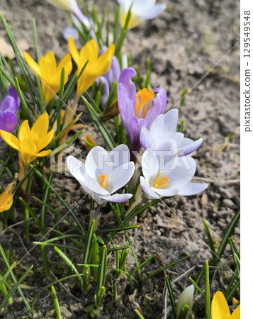 White, yellow crocus flowers bloomed in the garden in the springtime. White, yellow crocus flowers bloomed in the garden in the springtime. 129549548
