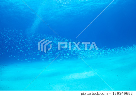 小笠原的南方沙鰻群 129549692