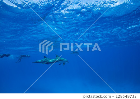 南方寬吻海豚小笠原 129549732