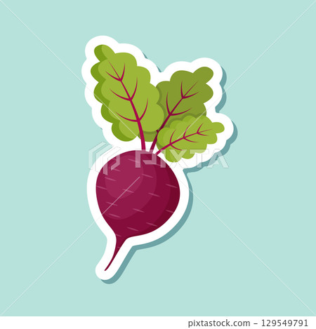 Beetroot vegetable with leaves sticker icon in flat style. Beet plant vector illustration on isolated background. Healthy food sign business concept. 129549791