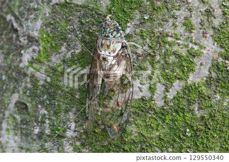 Min-min saury stopping in the tree 129550340