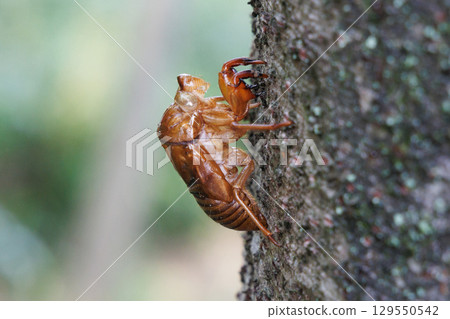 Cicada shell 129550542