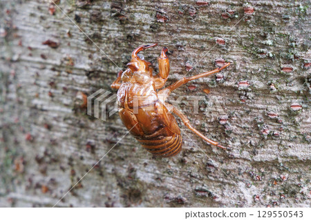 Cicada shell 129550543