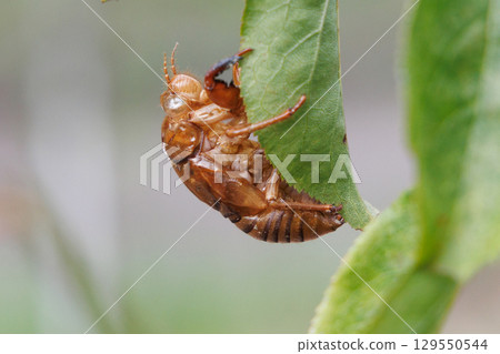 Cicada shell 129550544