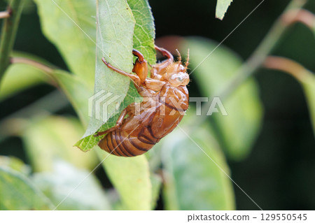 Cicada shell 129550545
