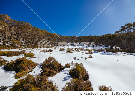 Mt St Gwinear in Baw Baw Australia Mt St Gwinear in Baw Baw Australia 129550561