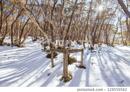 Mt St Phillack in Baw Baw Australia 129550562