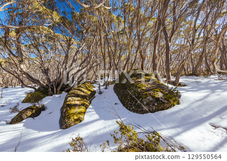 Mt St Phillack in Baw Baw Australia Mt St Phillack in Baw Baw Australia 129550564