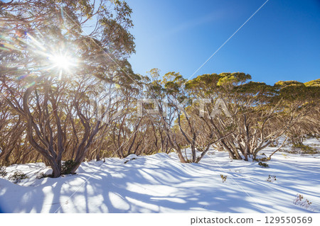 Mt St Phillack in Baw Baw Australia 129550569