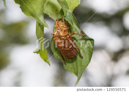 Cicada shell 129550571