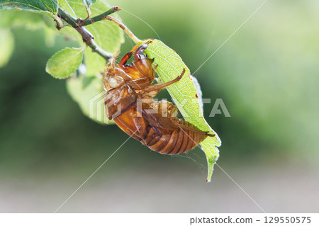 Cicada shell 129550575