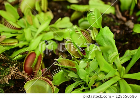 捕蠅草(Pitcheres)茅膏菜科 捕蠅草(Pitcheres)茅膏菜科 129550580