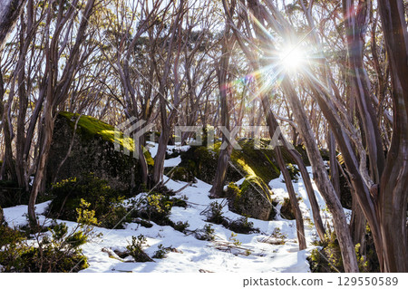 Mt St Gwinear in Baw Baw Australia Mt St Gwinear in Baw Baw Australia 129550589