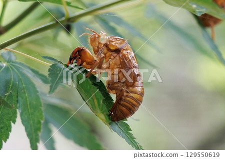 Cicada shell Cicada shell 129550619
