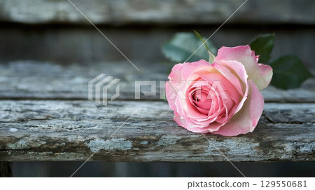 Delicate pink rose on weathered wooden background 129550681
