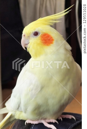 玄鳳鸚鵡被放生 玄鳳鸚鵡被放生 129551028