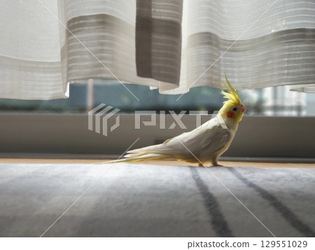 Cockatiels being released Cockatiels being released 129551029