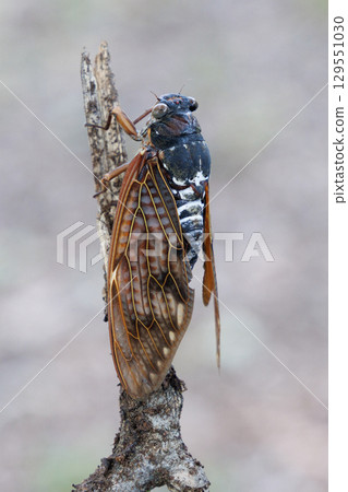 Abra cicada perched on a branch Abra cicada perched on a branch 129551030