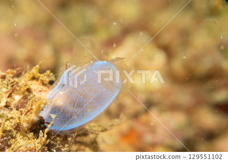 Super macro of a blue sea squirt, also known as a tunicate or ascidian at a Puerto Galera coral reef Super macro of a blue sea squirt, also known as a tunicate or ascidian at a Puerto Galera coral reef 129551102