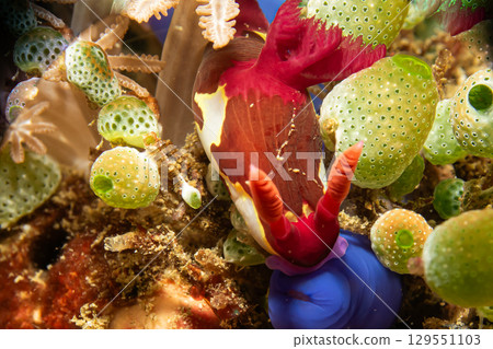 A beautiful view of a colorful sea slug among green sea squirts. Nudibranch, Nembrotha chamberlaini A beautiful view of a colorful sea slug among green sea squirts. Nudibranch, Nembrotha chamberlaini 129551103