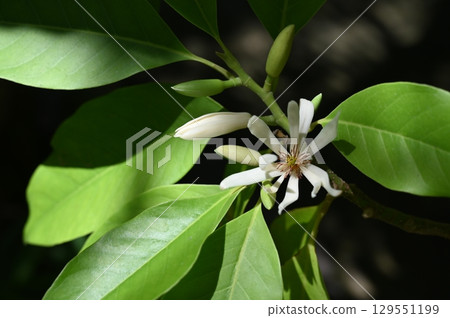Silverleaf (Magnoliaceae) evergreen small tree Silverleaf (Magnoliaceae) evergreen small tree 129551199