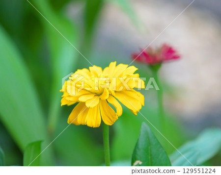 花園裡盛開的黃色百日菊 129551224