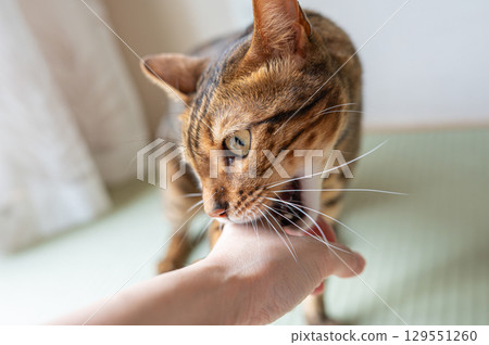 Playing cat (Bengal cat) 129551260