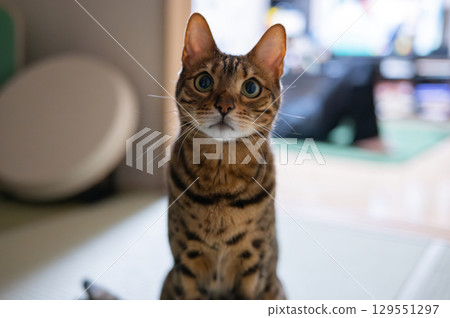 Staring cat (Bengal cat) 129551297