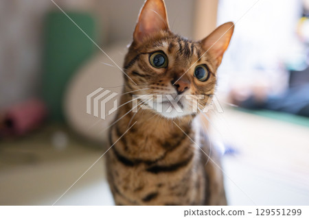 凝視貓（孟加拉貓） 129551299