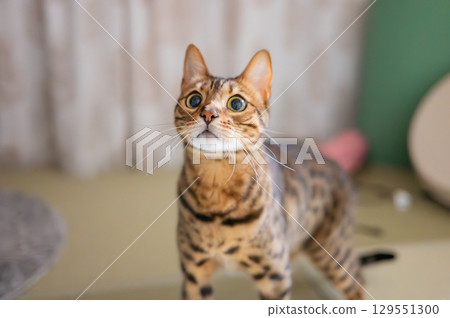 Staring cat (Bengal cat) 129551300