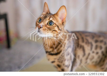 Staring cat (Bengal cat) Staring cat (Bengal cat) 129551302
