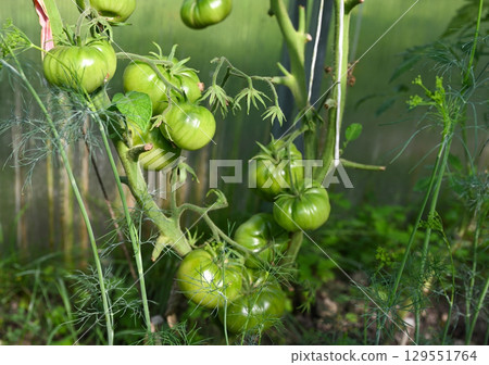 Ripening tomatoes in a greenhouse 129551764