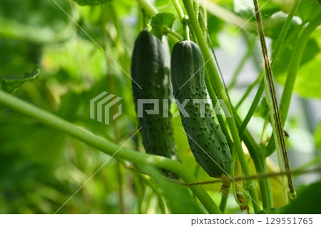 Country amateur vegetable growing 129551765