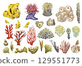 Colorful corals from underwater sea life. Large watercolor set of corals clipart, isolated on white background for marine design, snorkeling, diving, scrapbooking, stickers, book, craft, textile. 129551773