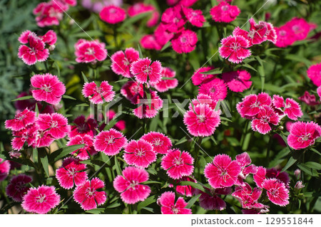 春季盛開的粉紅石竹 129551844