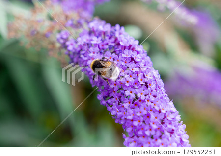 A close-up view of a large fluffy bumblebee diligently collecting nectar from numerous small purple florets on a long Buddleja flower spike, vital for garden ecosystem health 129552231