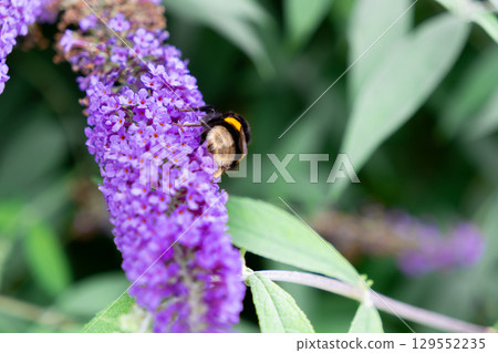 A fluffy bumblebee actively gathering pollen from a vibrant purple butterfly bush flower, symbolizing nature's essential pollination and garden biodiversity 129552235