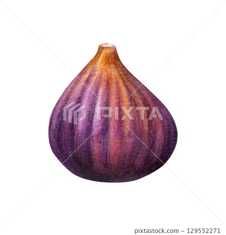 Fig watercolor. Purple subtropical plant hand-painted on a white background. Good for postcards,recipes, menu, invitations, greeting cards Fig watercolor. Purple subtropical plant hand-painted on a white background. Good for postcards,recipes, menu, invitations, greeting cards 129552271