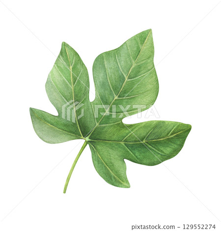 Watercolor fig leaf on a white background. Good for postcards,recipes, menu, invitations, greeting cards Watercolor fig leaf on a white background. Good for postcards,recipes, menu, invitations, greeting cards 129552274
