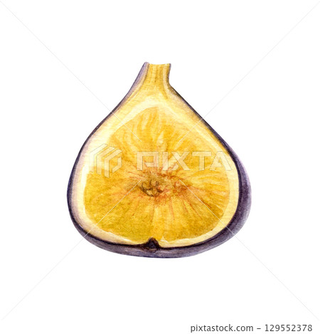 Watercolor half of fig isolated on a white background. Good for postcards,recipes, menu, invitations, greeting cards. Watercolor half of fig isolated on a white background. Good for postcards,recipes, menu, invitations, greeting cards. 129552378