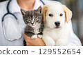 Cute kitten and puppy in the arms of a female veterinarian, in a veterinary clinic. Concept of advertising veterinary services and pet care.  129552654