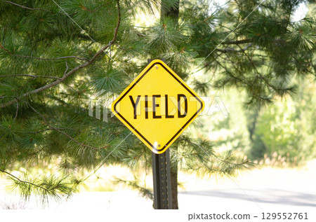 Yield Road Sign in Forest Yield Road Sign in Forest 129552761