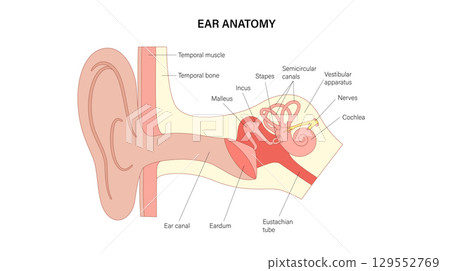 Human ear exam 129552769