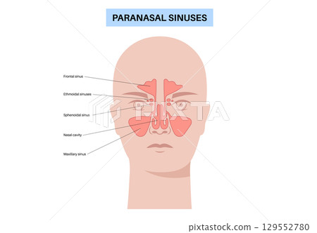 Paranasal sinus poster Paranasal sinus poster 129552780