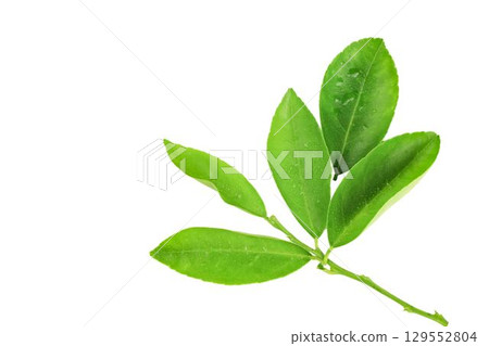 Lime Leaf Isolated with Clipping Path 129552804